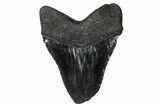 Bargain, Fossil Megalodon Tooth - South Carolina #340152-1